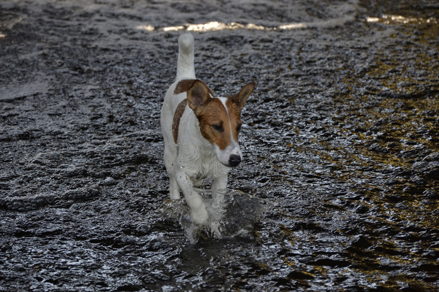 Smooth Fox Terriers