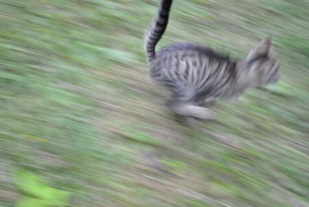 &quot;нас не догонят&quot;