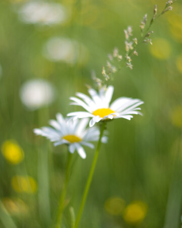 Полевые цветы
