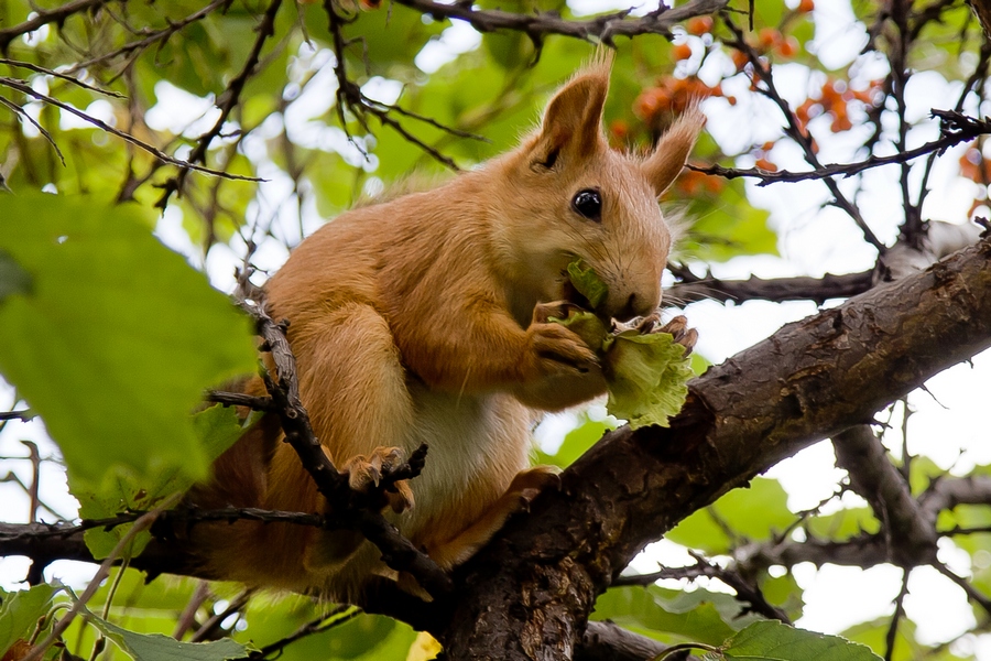 Дачница