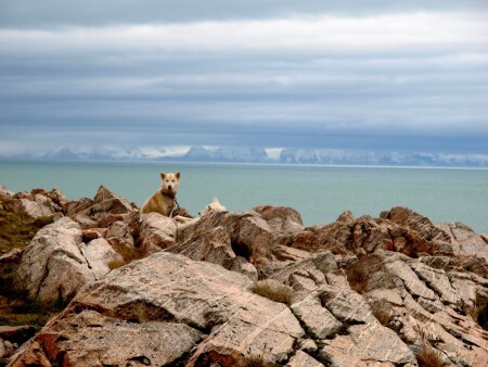 Гренландия