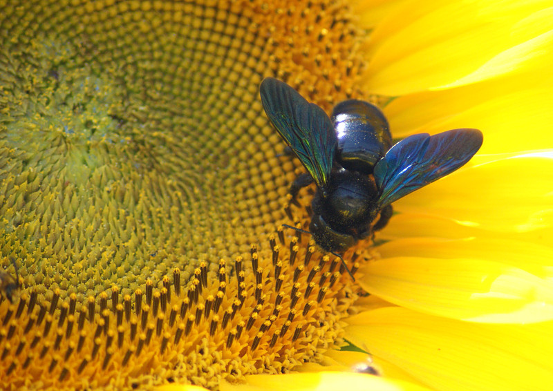 Пчела-плотник фиолетовая (Xylocopa violacea)