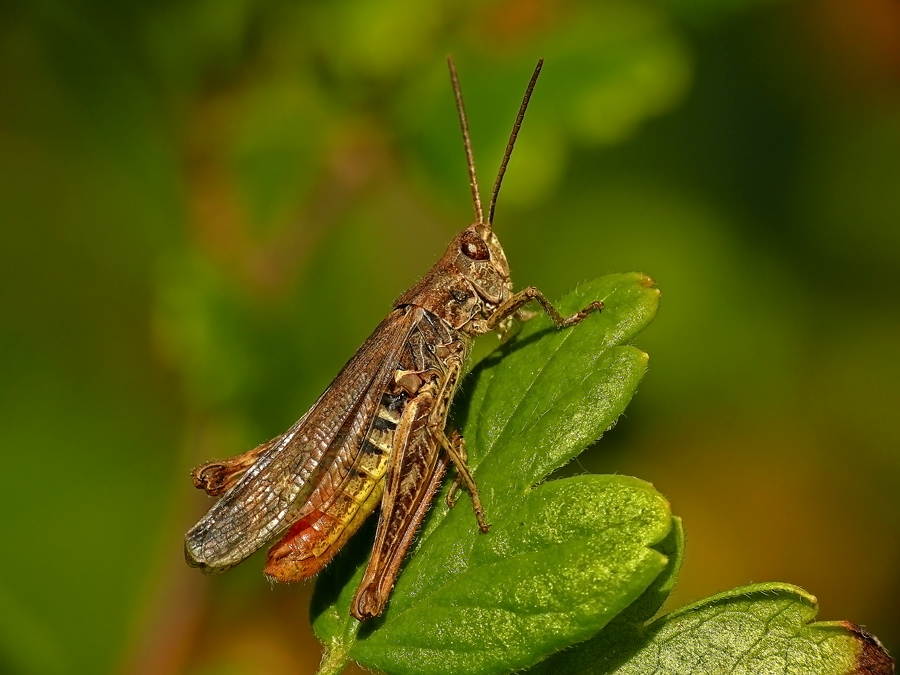 Конек обыкновенный Glyptobothrus brunneus