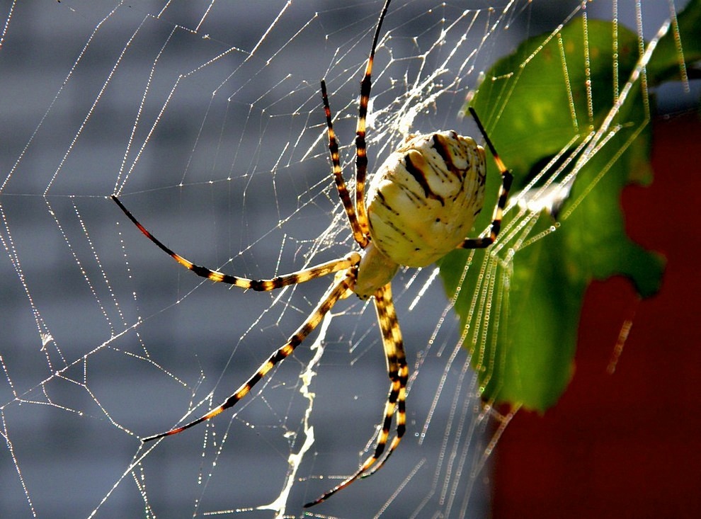 Argiope lobata