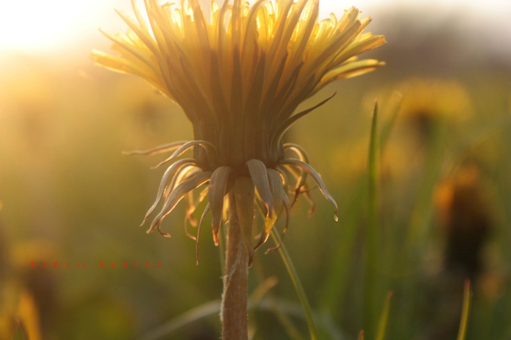 Dandelion sundown