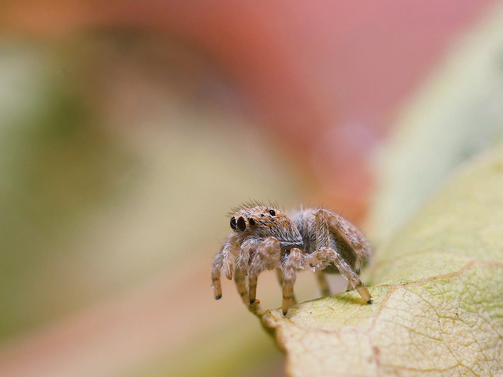 Salticidae