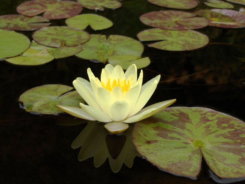 Water lily