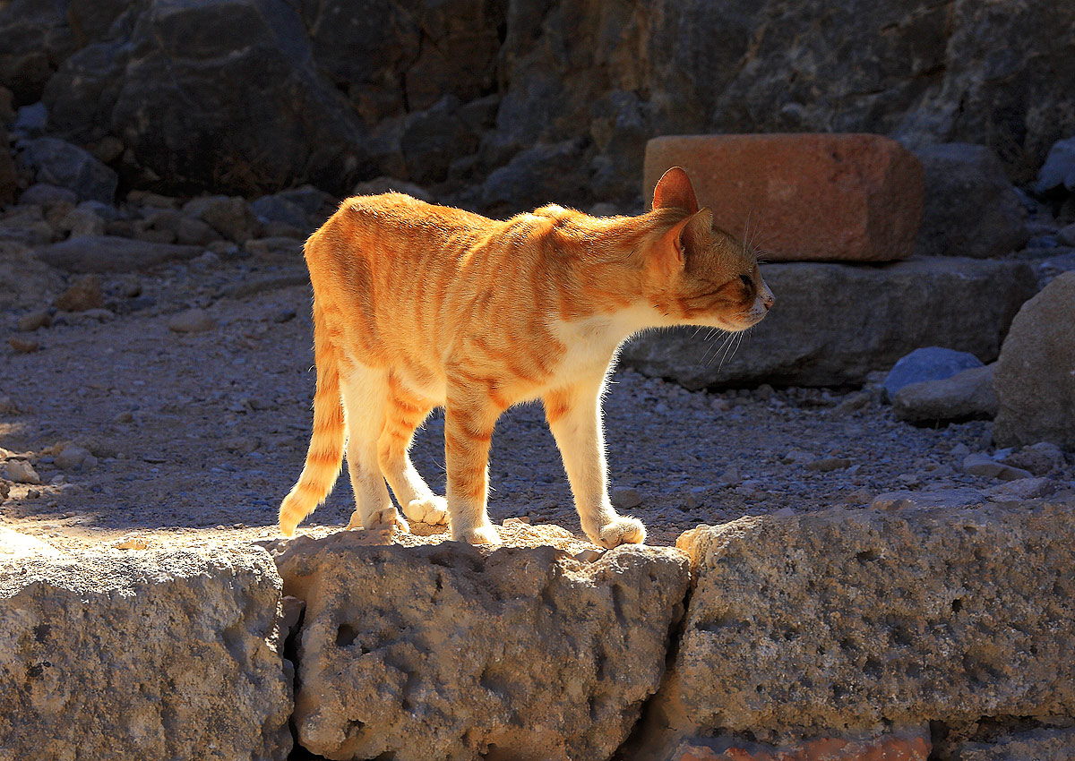 Греческий кот