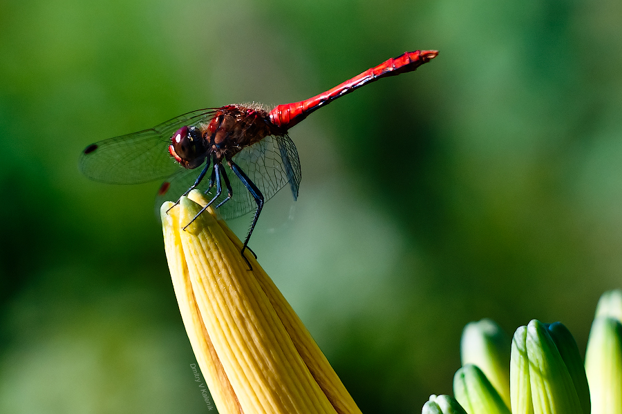 Dragonfly