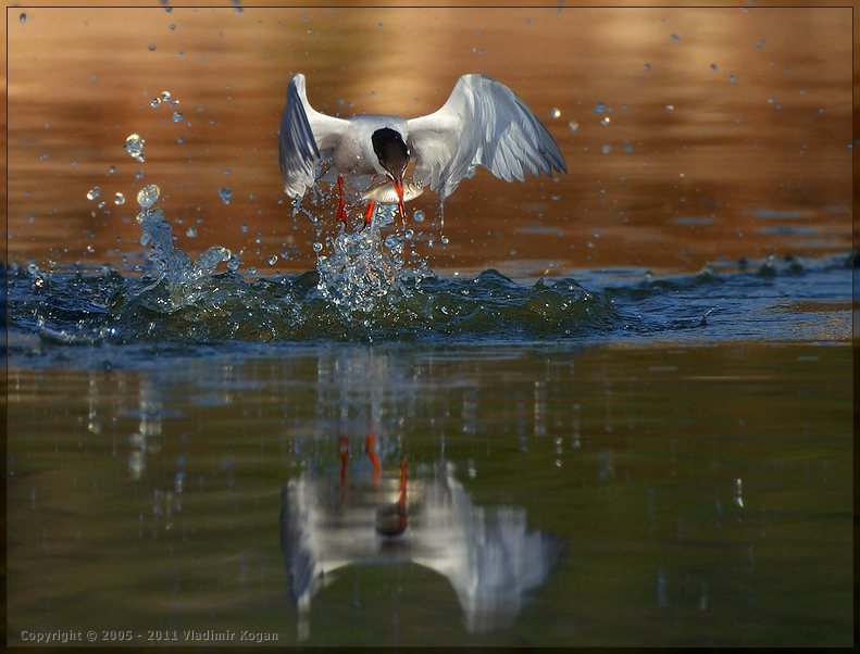 Common Tern: Catching a Fish