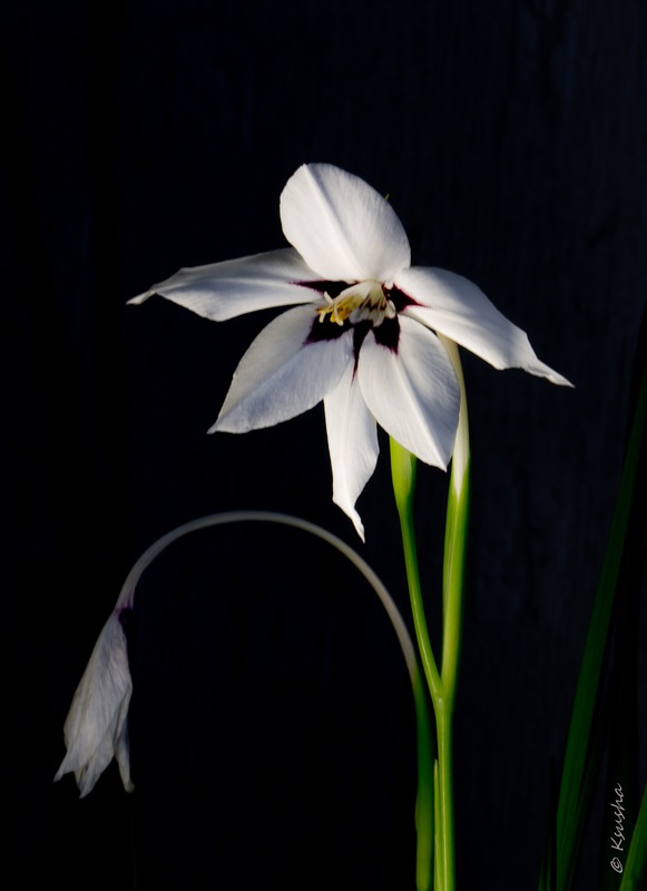 Gladiolus