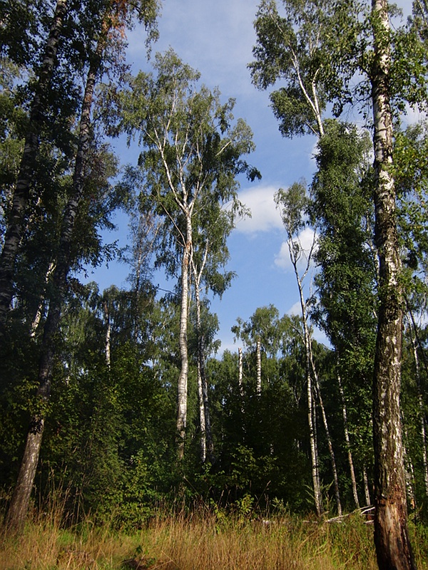 Русский лес