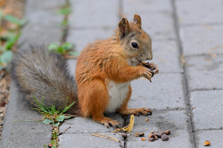 Белка-&amp;quot;фотомодель&amp;quot; за работой