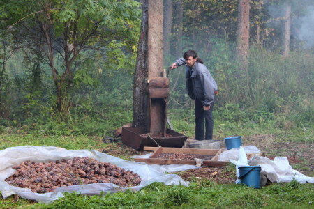 Кедрокомбайнер: день год кормит.