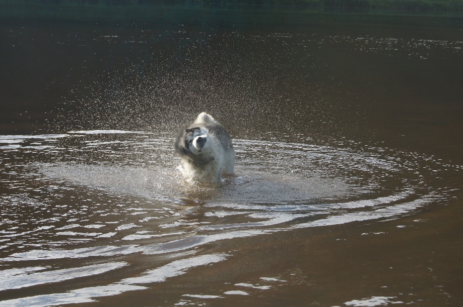 Брось вода