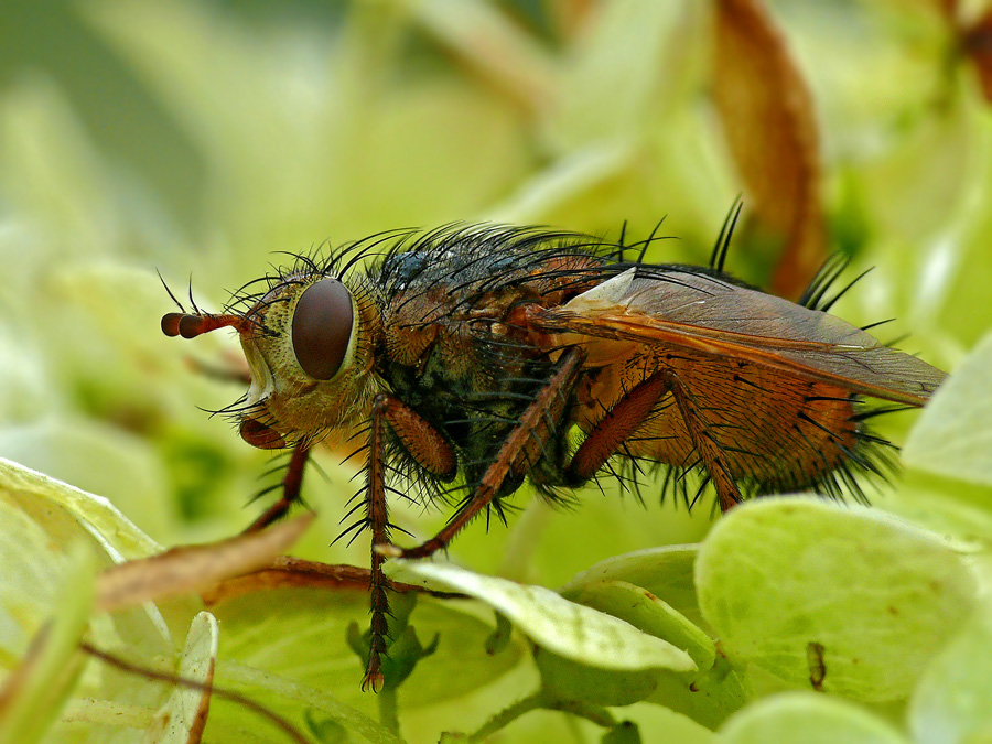 Ежемуха свирепая Tachina fera