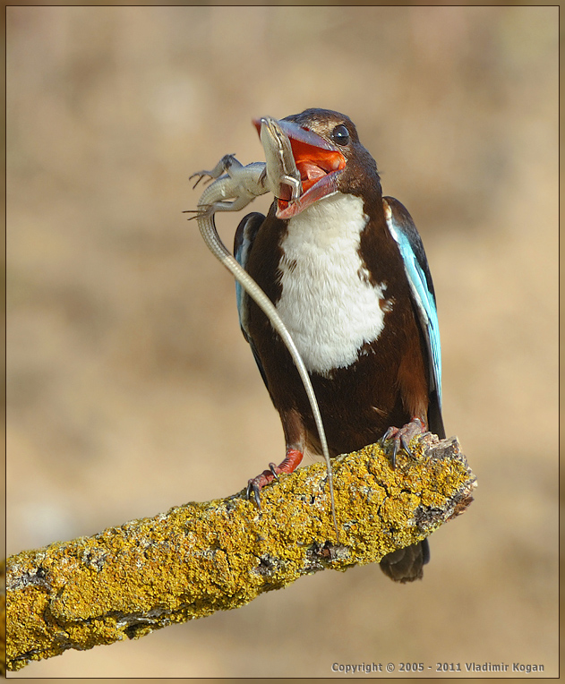 White-throated kingfisher: Жонглер