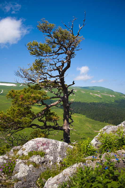 горное дерево