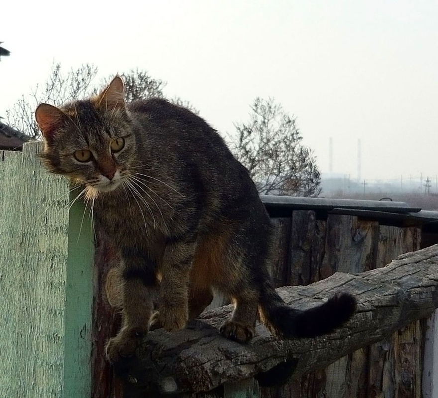 Настоящему коту весь год-март!)