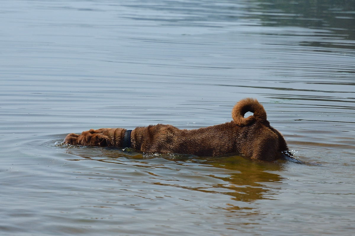 ..ну и где тут рыба водится..?