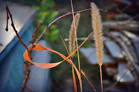 Обнимашки и...стрекоза