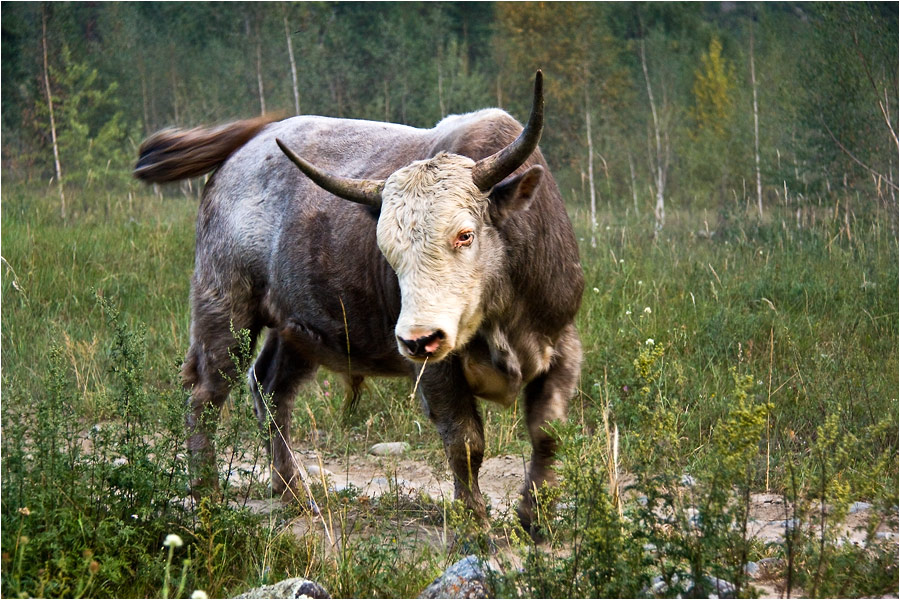 Не дразни лихо, пока тихо