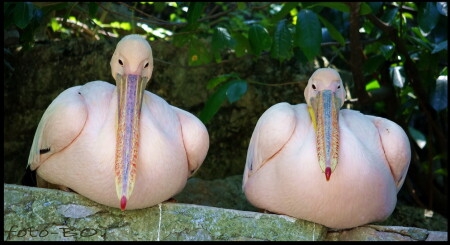 Два веселых &amp;quot;гуся&amp;quot;.