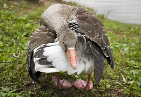 Глаза бояться, а ноги идут )