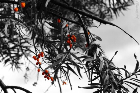 «Оранжевая королева»