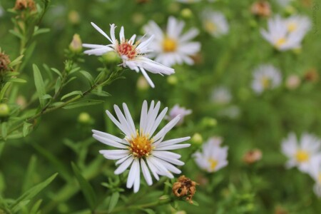 Сентябрьские &amp;quot;Октябрины&amp;quot;