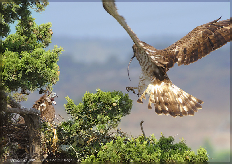 Short-toed Snake Eagle: Папа принес змейку