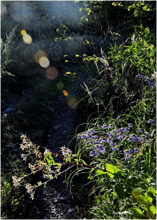 Про зайцев на лесной дороге