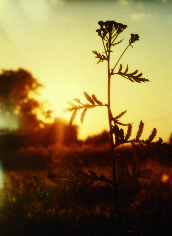 Morning grass