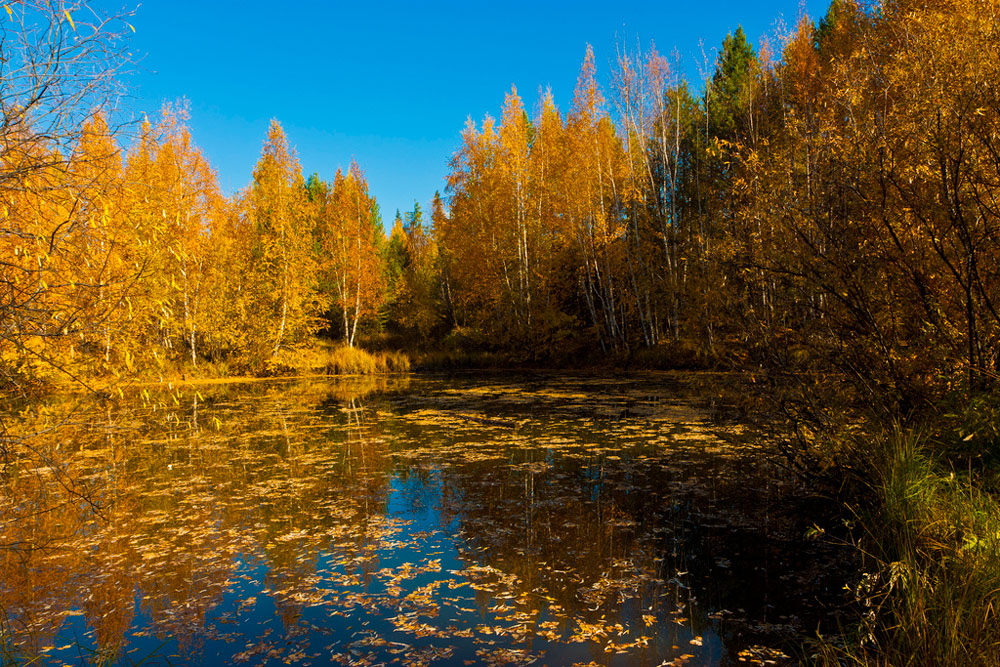 Осень на лесном озере