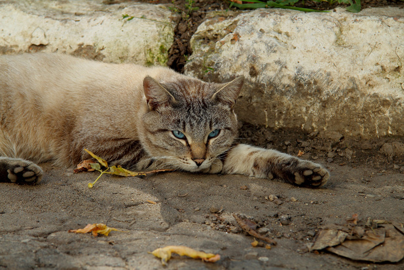 бездомный осенний кот