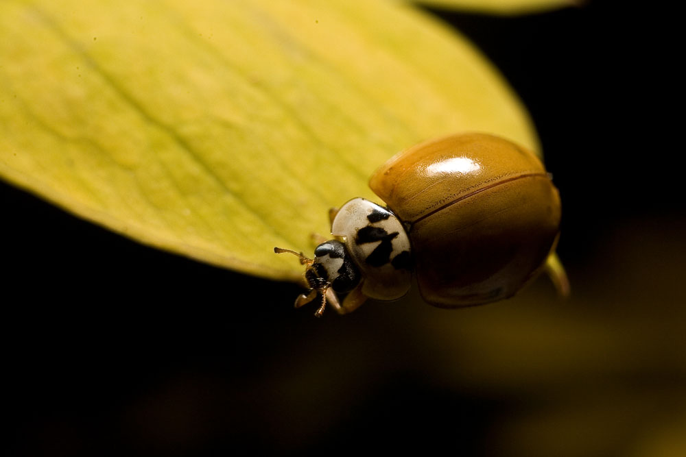 Harmonia axyridis