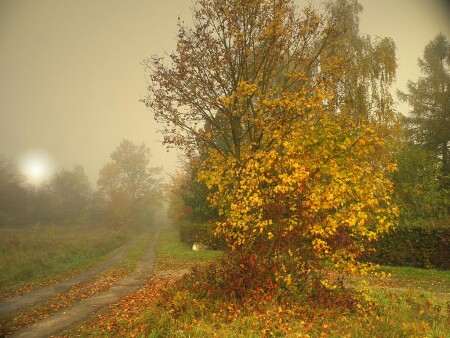 В осеннем наряде