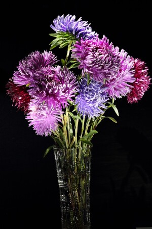 Ночные Астры