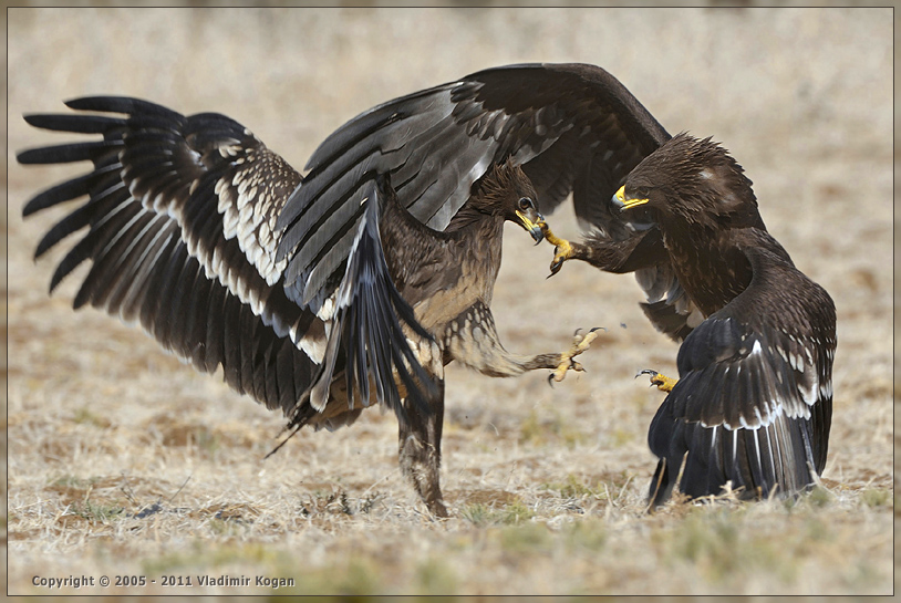 Greater Spotted Eagle: Бои без правил