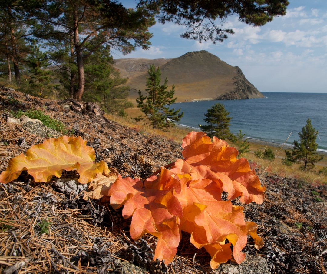 Осень в заливе Бегул