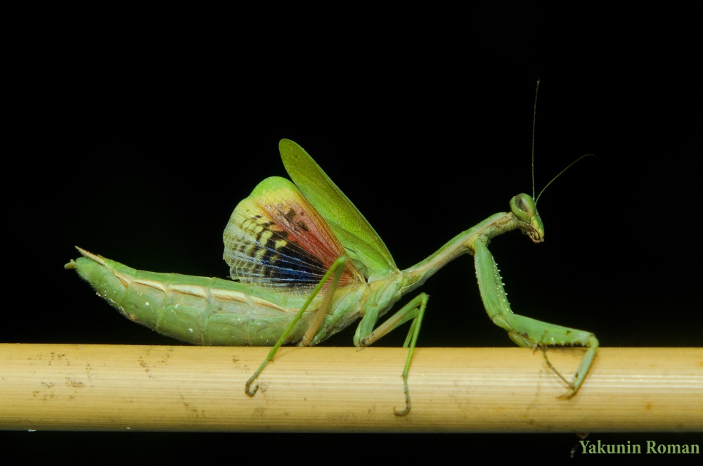 Богомол обыкновенный, или богомол религиозный (лат. Mantis r