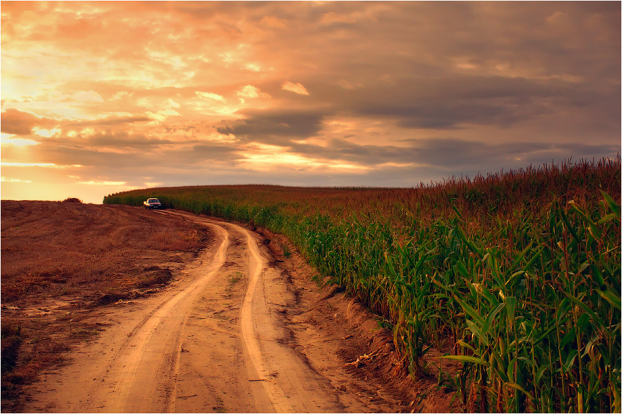 field of corn