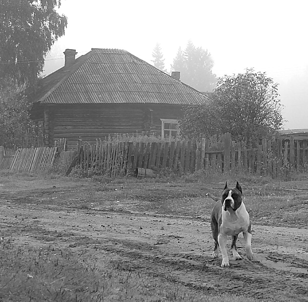 Деревенский бандит