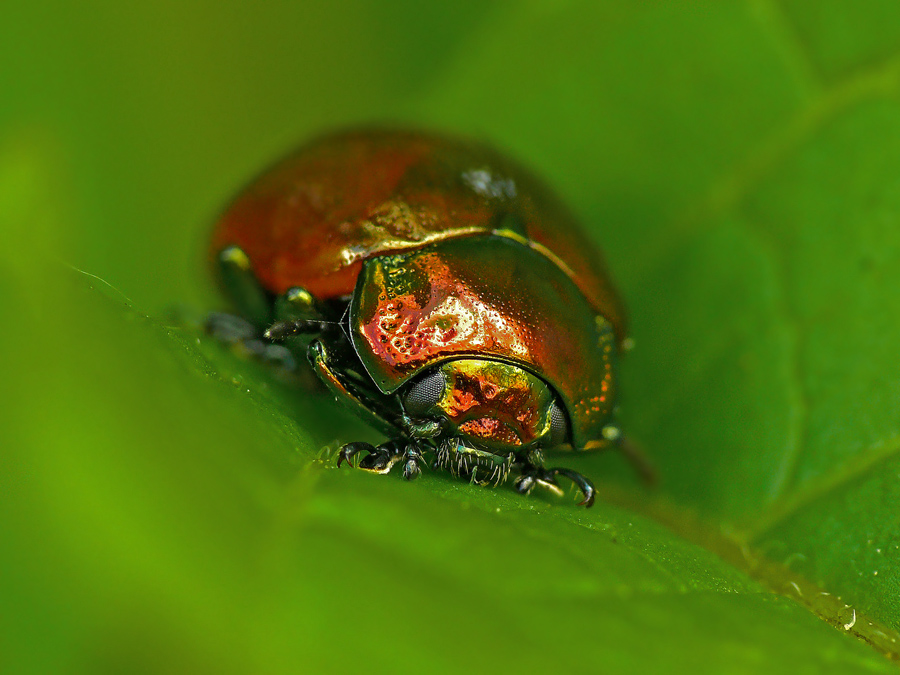 Листоед мятный (гладкий) Chrysolina polita