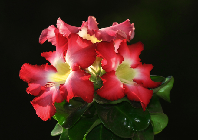 Adenium obesum mini size Pink