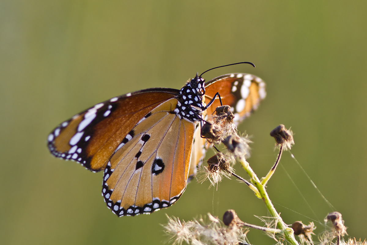 Plain Tiger