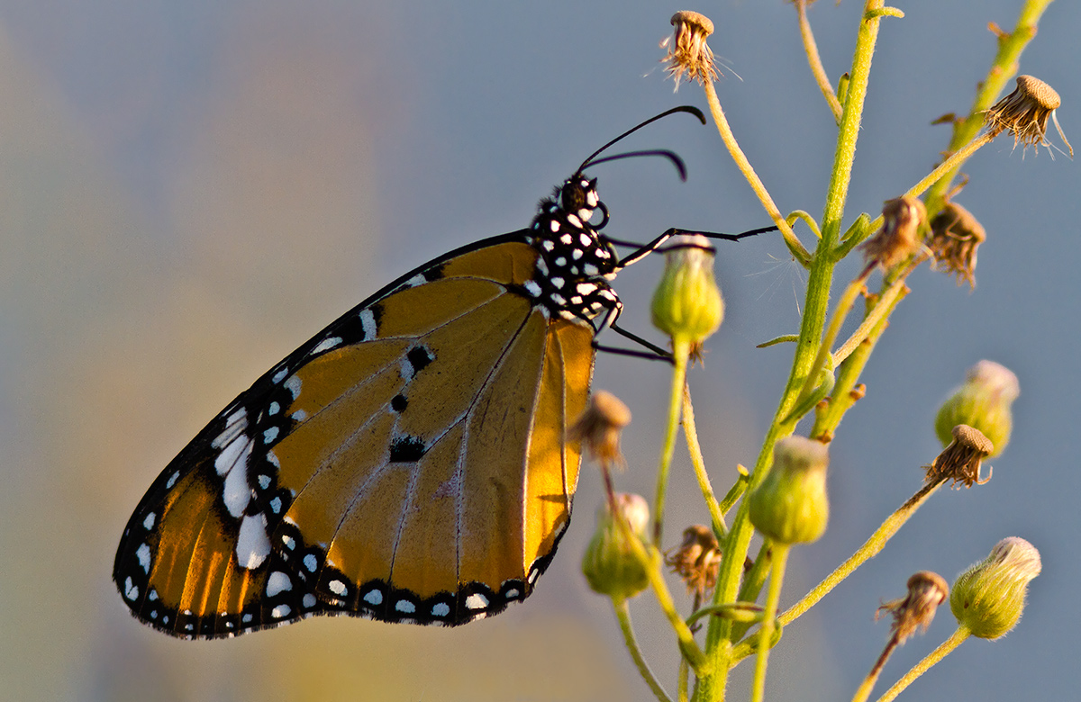 Plain Tiger