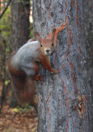 А там наверху шишка с во-о-о-т такими орехами. Полезли?