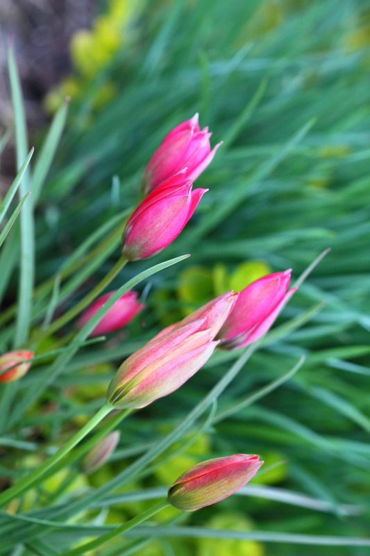 Tulips