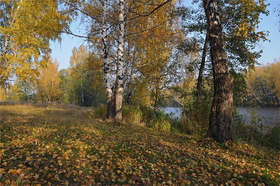 Золото осени